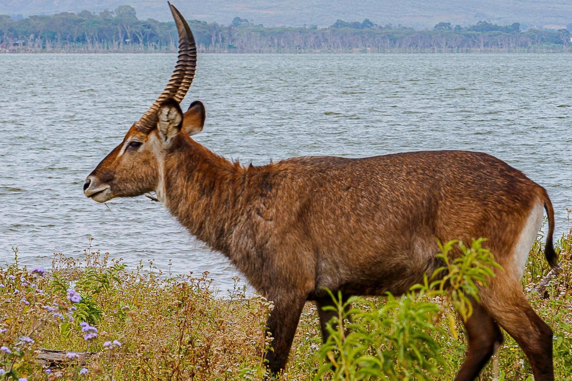 Muthu Lake Naivasha Country Club, Naivasha Karagite Luaran gambar